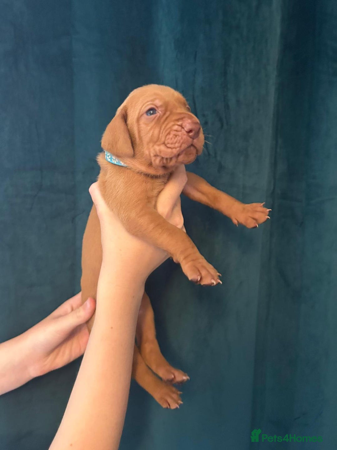 Hungarian Vizsla dogs for sale: KC Reg Hungarian Vizsla Puppies-Imported Lineage - Image 29