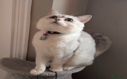 Ragdoll cats for sale: Ragdoll x Scottish straight  - Image 10