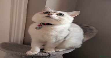 Ragdoll cats - Advert 11