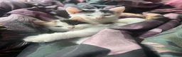 Mixed Breed cats for sale: Rio and Tokyo looking for their forever homes - Advert 4