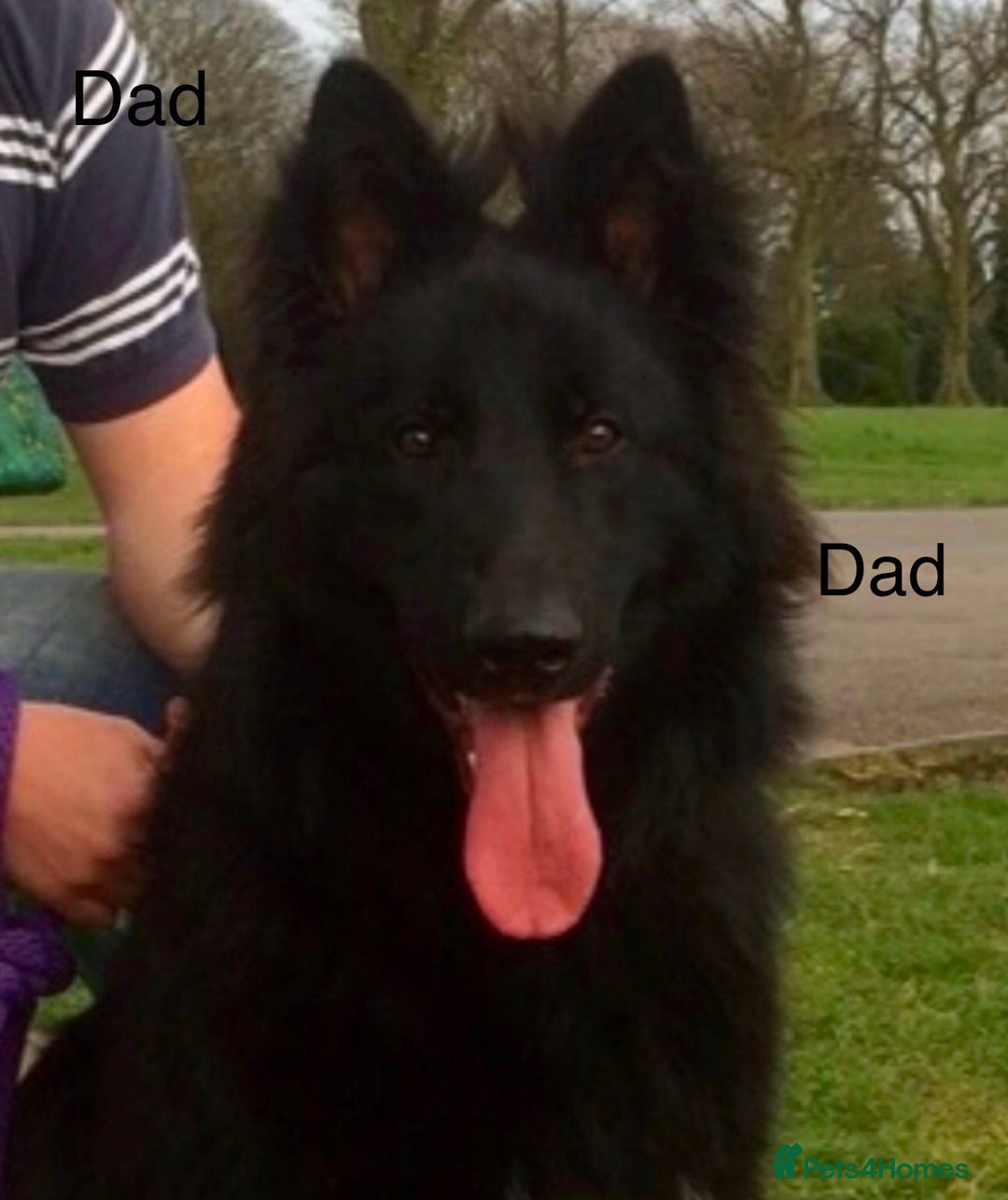 German Shepherd dogs for sale: Traditional Long Coat, Straight backed GSD Puppies - Advert 7