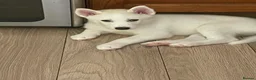 Siberian Husky dogs for sale: Siberian huskies ready to leave  - Advert 5