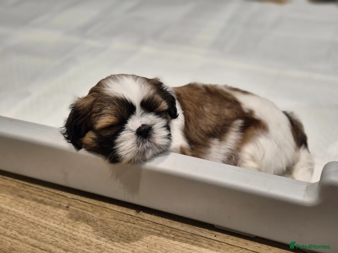 Shih Tzu dogs for sale: KC Registered Shih Tzu Puppies - Home Raised - Advert 11