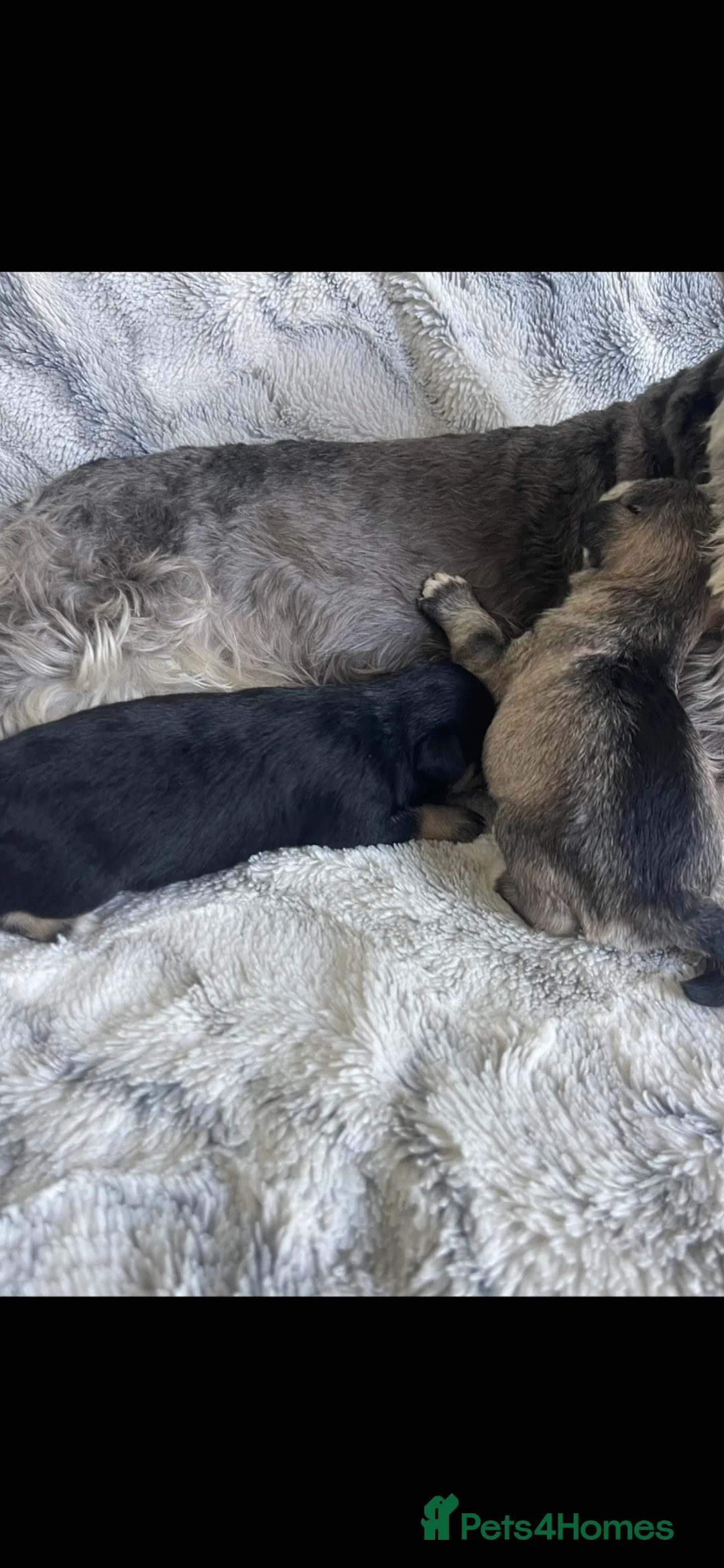 Miniature Schnauzer dogs for sale: THERAPY RAISED MINI SCHNAUZER  - Advert 8