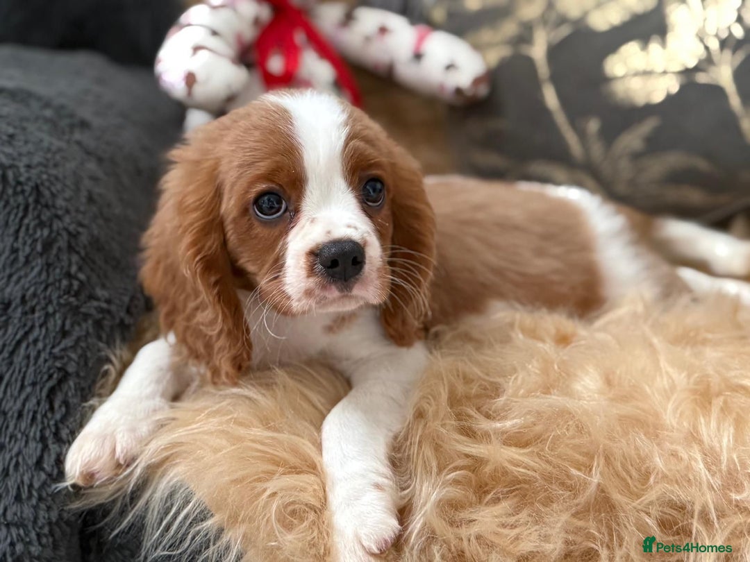 Cavalier King Charles Spaniel dogs for sale: Stunning Cavalier King Charles Spaniel Puppies  in Stafford - Image 1