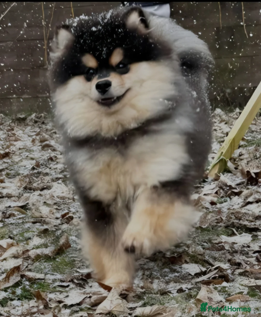 Pomsky dogs for sale: Batman F3 Pomsky boy  - Advert 3