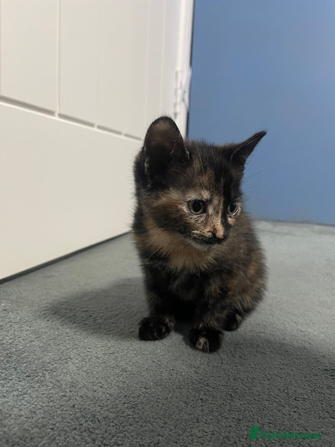 Mixed Breed cats for sale: Kitten  - Advert 3