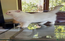 British Shorthair cats for sale: Aurora - Image 2