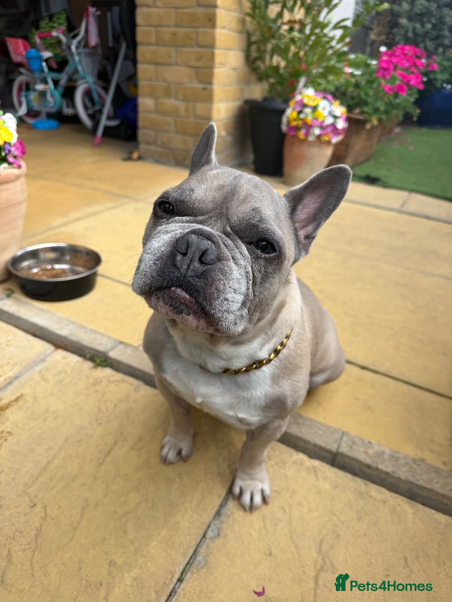 French Bulldog dogs Male French Bulldog 9 years Old - Advert 1