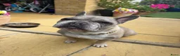 French Bulldog dogs for sale: Male French Bulldog 9 years Old - Advert 1