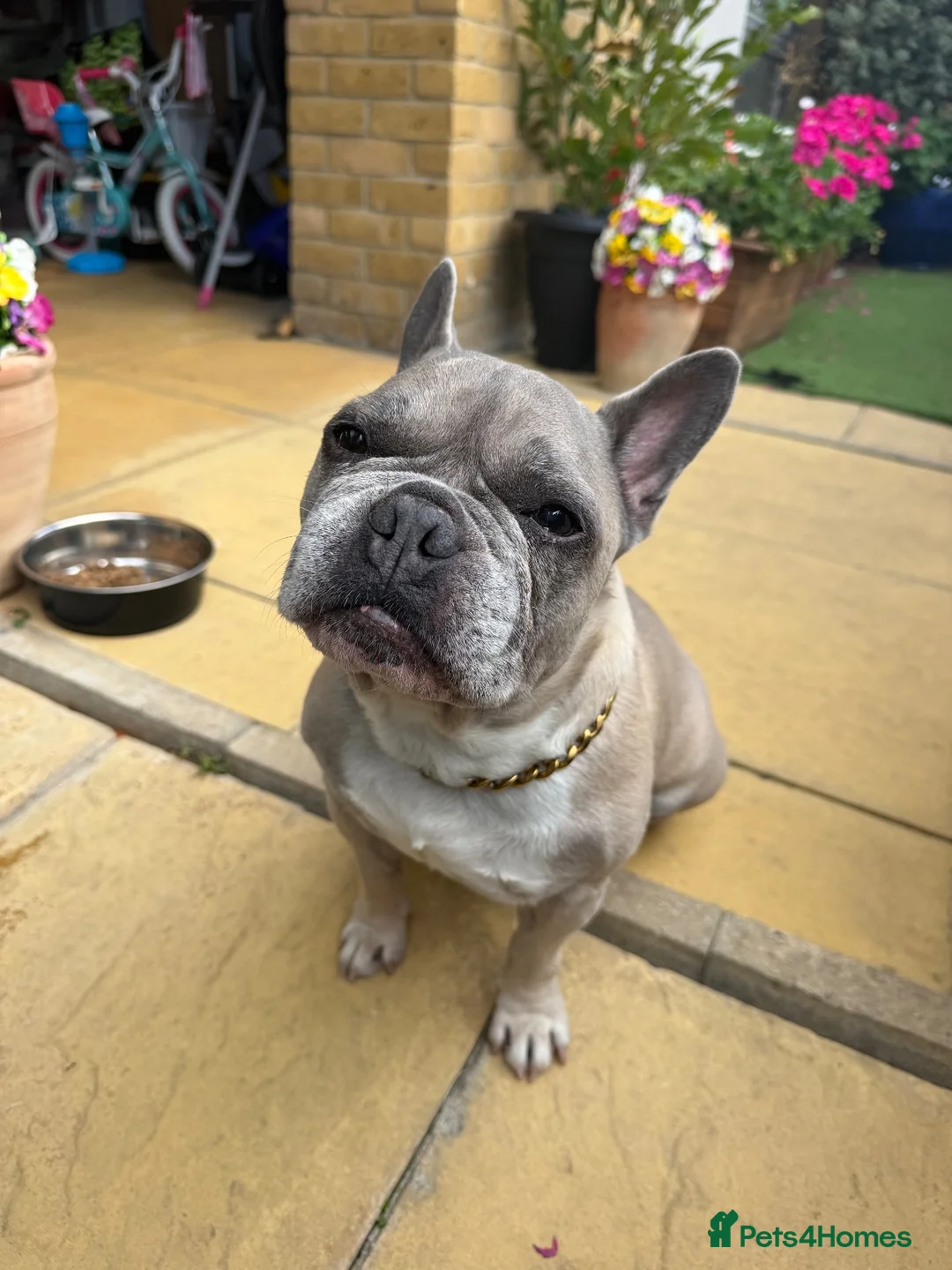 French Bulldog dogs for sale: Male French Bulldog 9 years Old - Advert 1