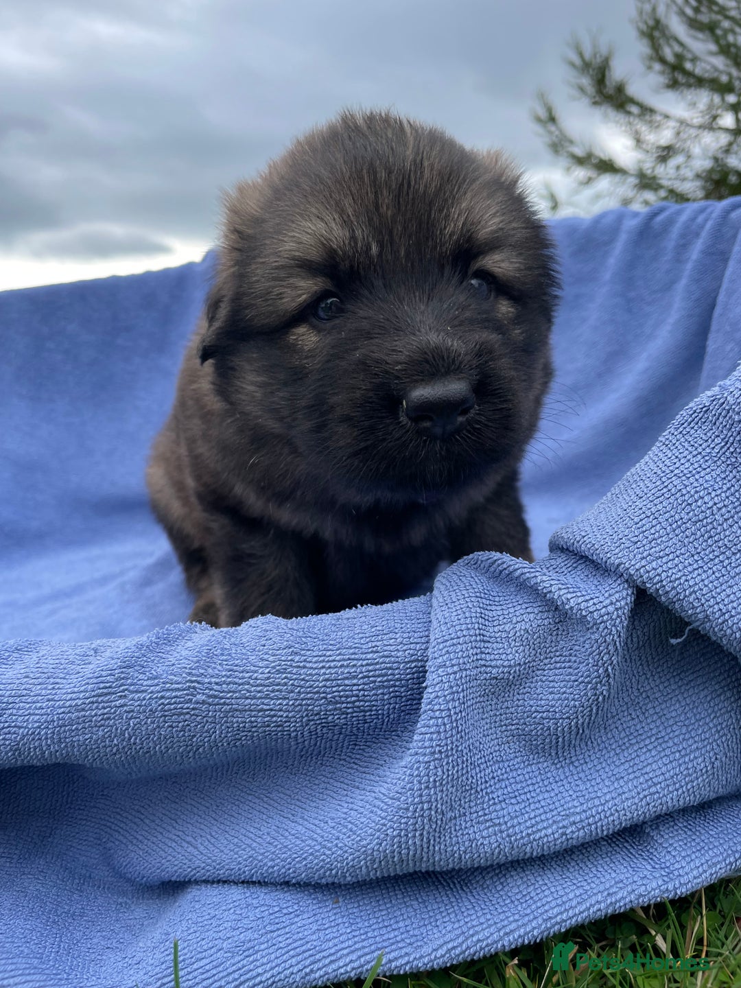 German Shepherd dogs for sale: Gorgeous German Shepherd pups - Image 4