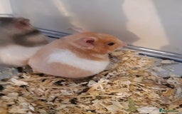 Hamster rodents for sale: Baby syrian hamsters long and short hair £12 each in Manchester - Image 19