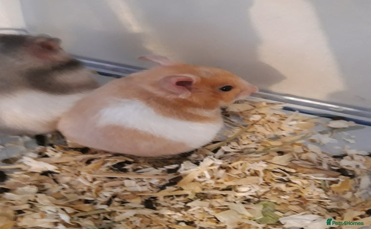 Hamster rodents in Manchester - Advert 1