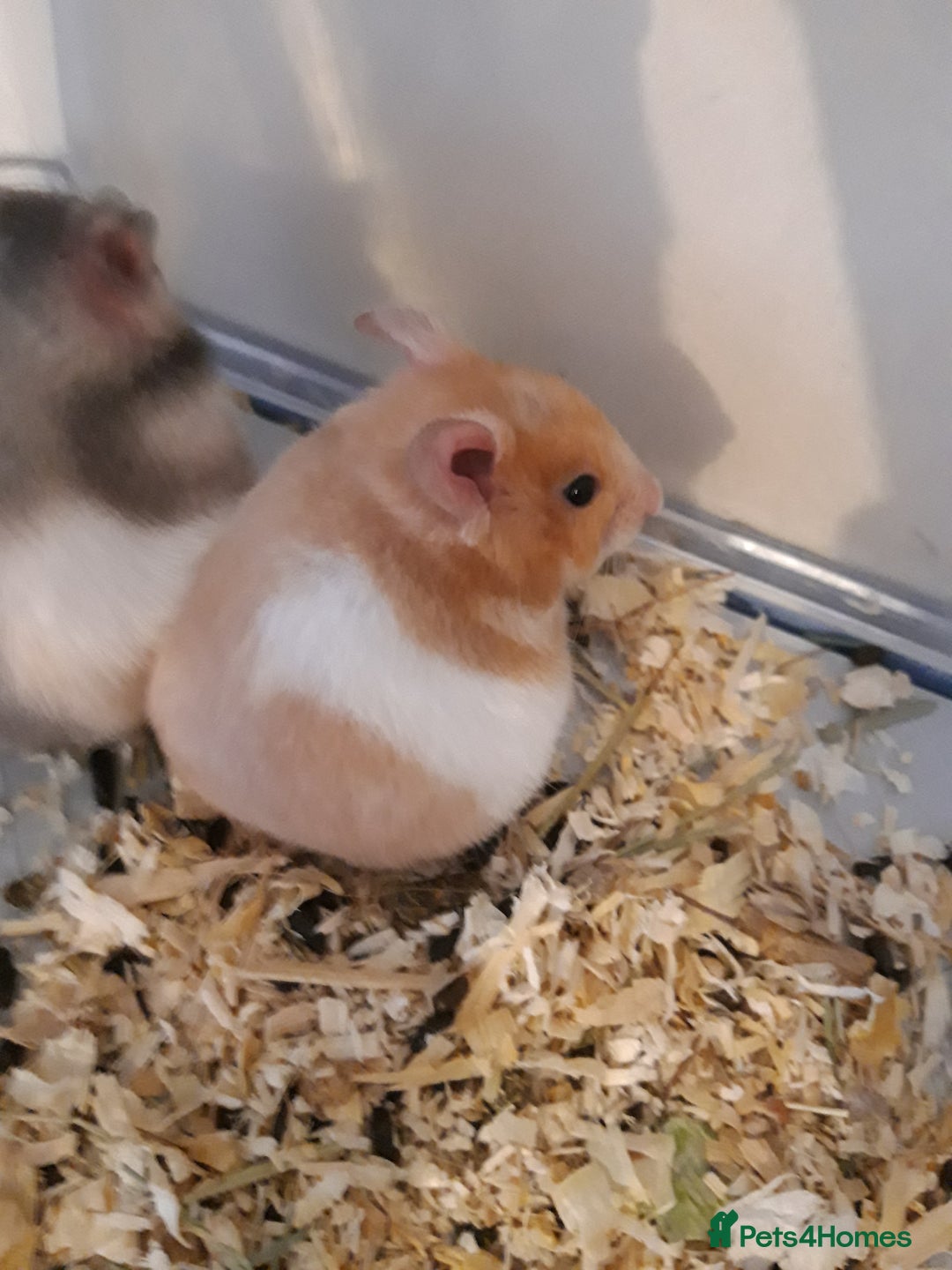 Hamster rodents for sale: Baby syrian hamsters long and short hair £12 each in Manchester - Image 19