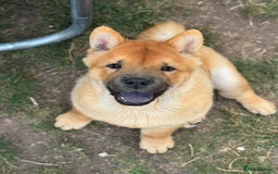 Chow Chow dogs for sale: KC registered smooth chow chow  - Image 1