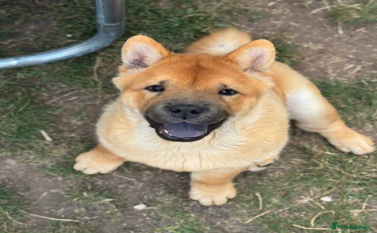 Chow Chow dogs - Advert 2