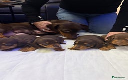 Miniature Dachshund dogs for sale: Chocolate & Tan Smooth haired - mini dachshund - Image 6