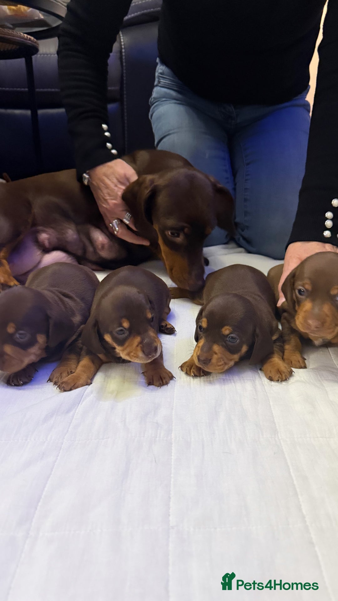 Miniature Dachshund dogs for sale: Chocolate & Tan Smooth haired - mini dachshund - Image 6