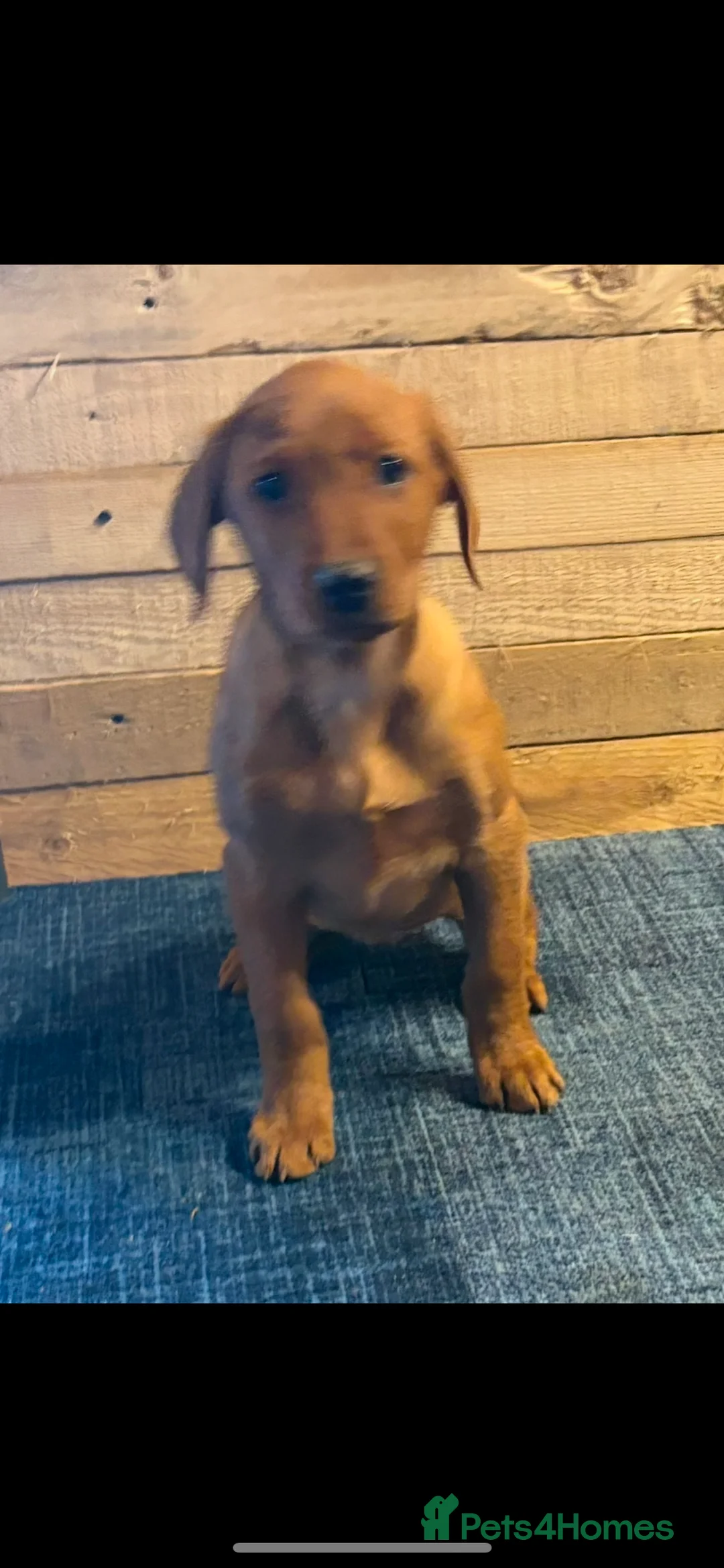 Labrador Retriever dogs for sale: Red Labrador puppies  - Advert 9