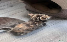 Mixed Breed cats for sale: 3 beautiful baby’s looking for their loving home  - Image 25