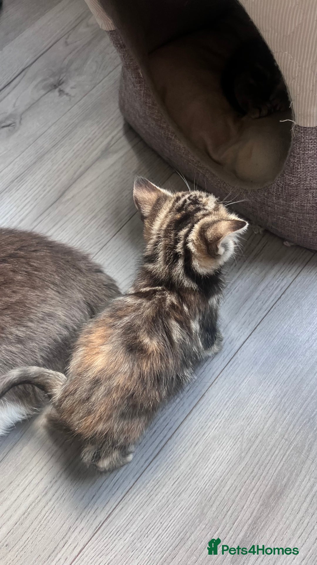 Mixed Breed cats for sale: 3 beautiful baby’s looking for their loving home  - Image 25