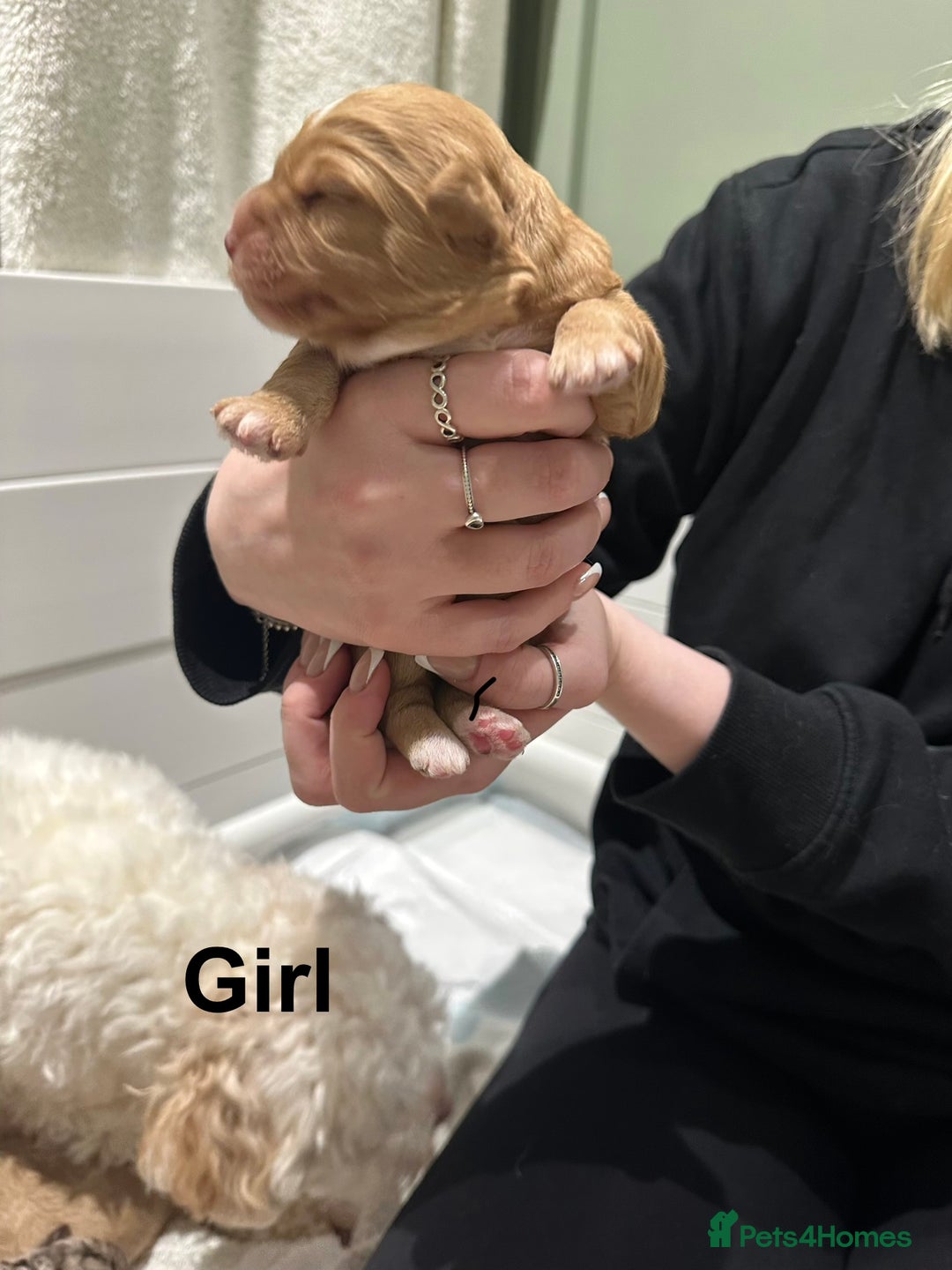 Cavapoo dogs for sale: F1B Cavapoo Puppies - Advert 24