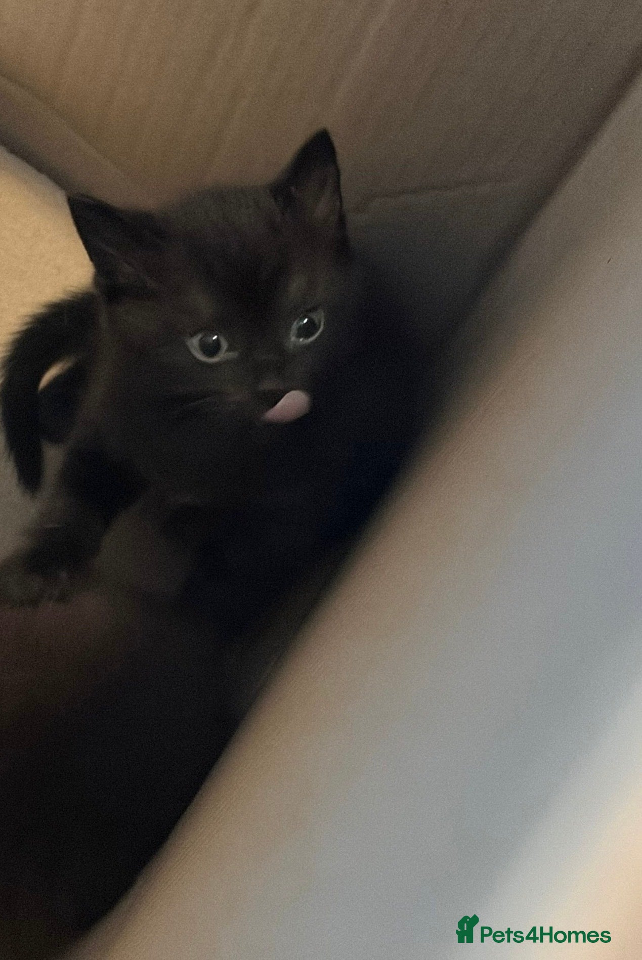 Scottish Fold cats for sale: Half Scottish fold kittens  in Bilston - Advert 6