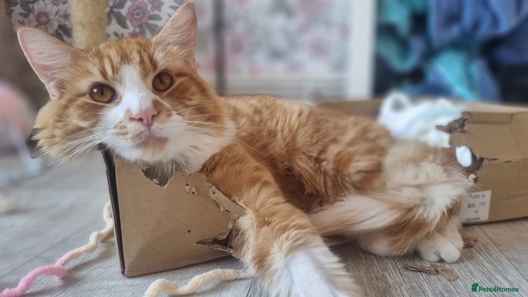 Mixed Breed cats for sale: Long hair ginger and white males  - Advert 5