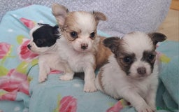 Chihuahua dogs for sale: Long Coat Chihuahua puppies - Image 21