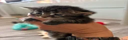 Mixed Breed cats for sale:  Stunning, Friendly & Confident Kittens - Advert 14