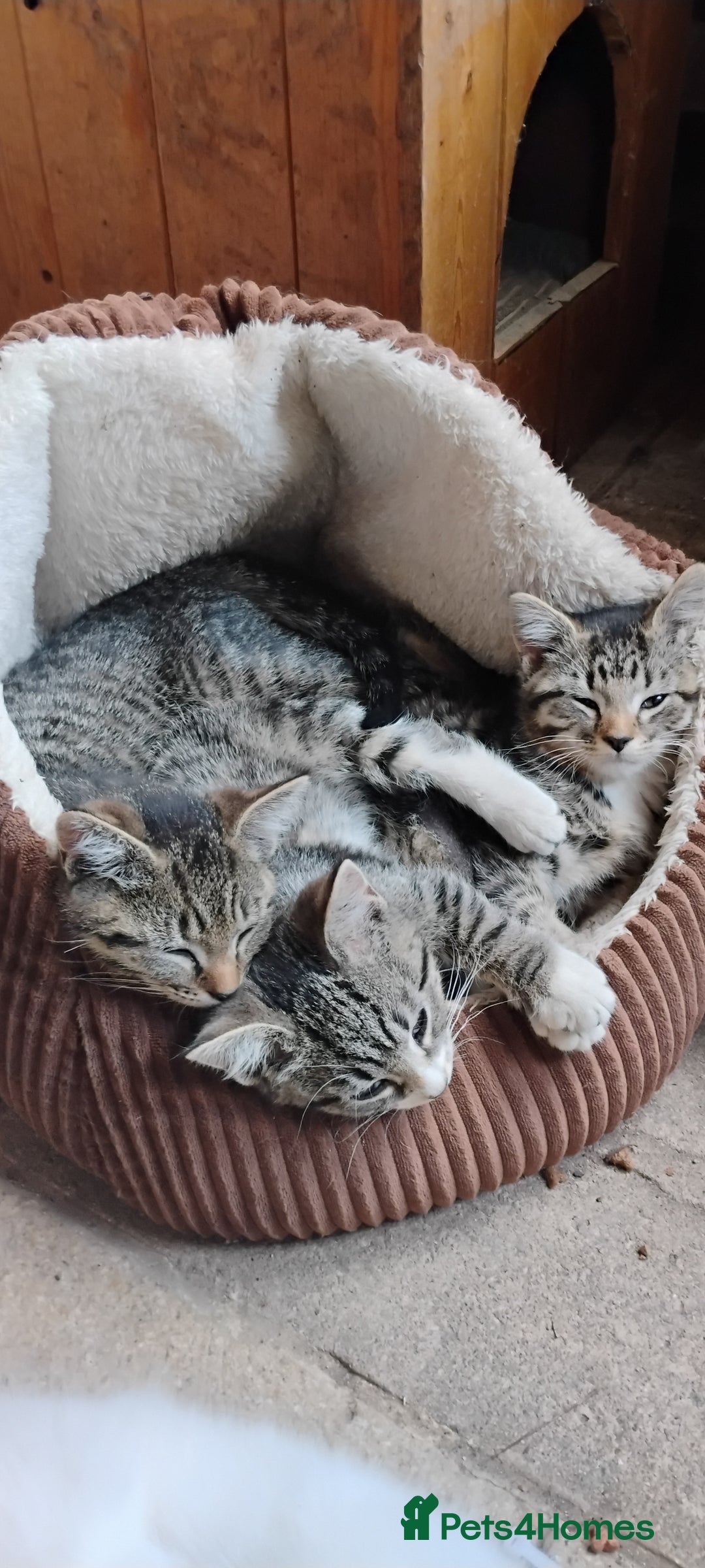 Mixed Breed cats for sale: Tabby girls - Image 2