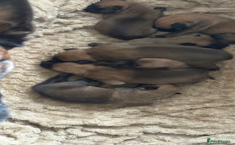 Mixed Breed dogs - Advert 6