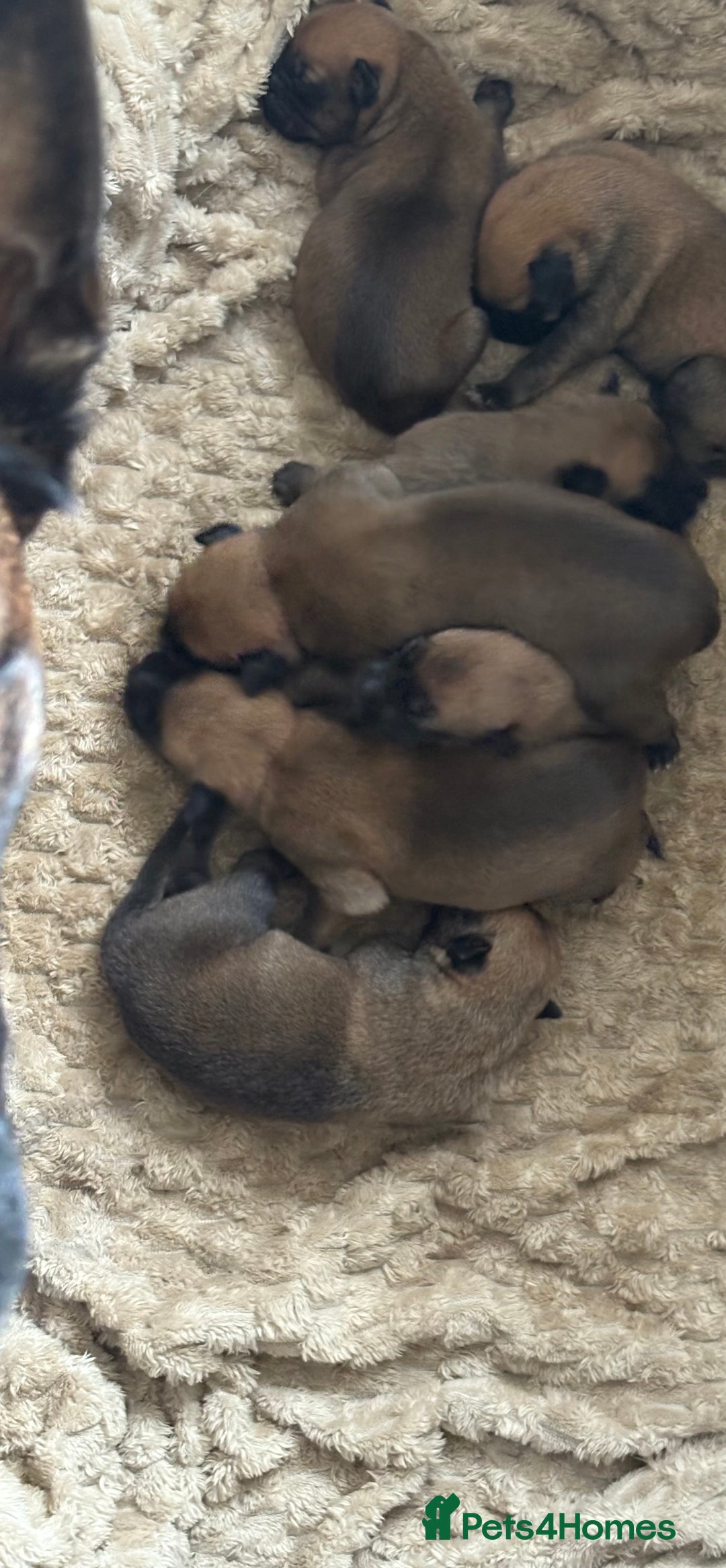 Mixed Breed dogs for sale: Belgian mali cross bullgreyhound - Image 3
