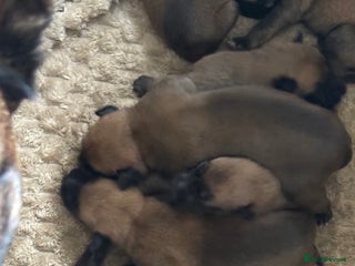 Mixed Breed dogs - Advert 9