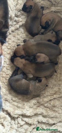 Mixed Breed dogs - Advert 1