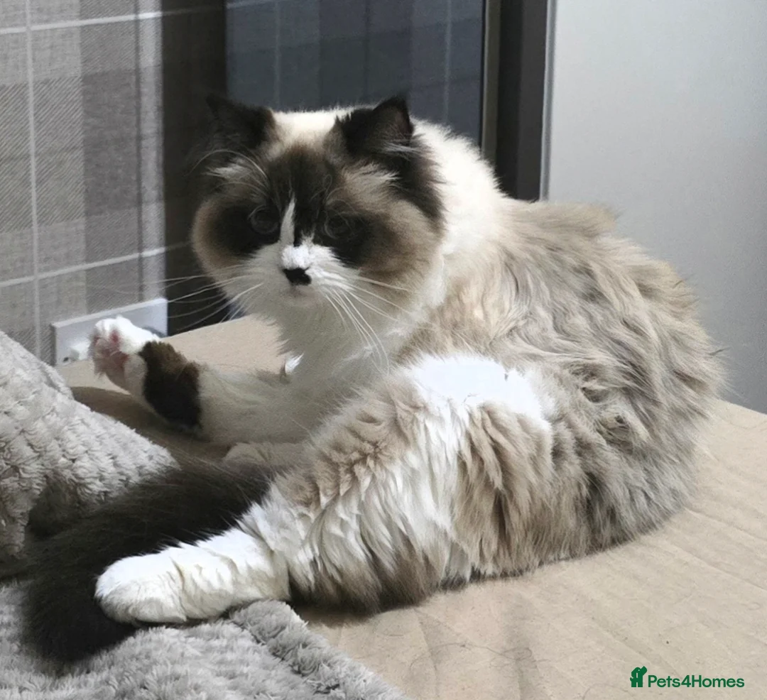 Ragdoll cats for sale: ✨**SOLD**- GCCF Registered Ragdolls - Advert 2