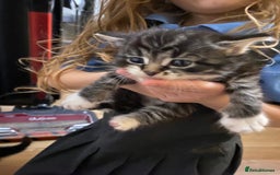 Mixed Breed cats for sale: Bengal X Ragdoll kittens - Image 4