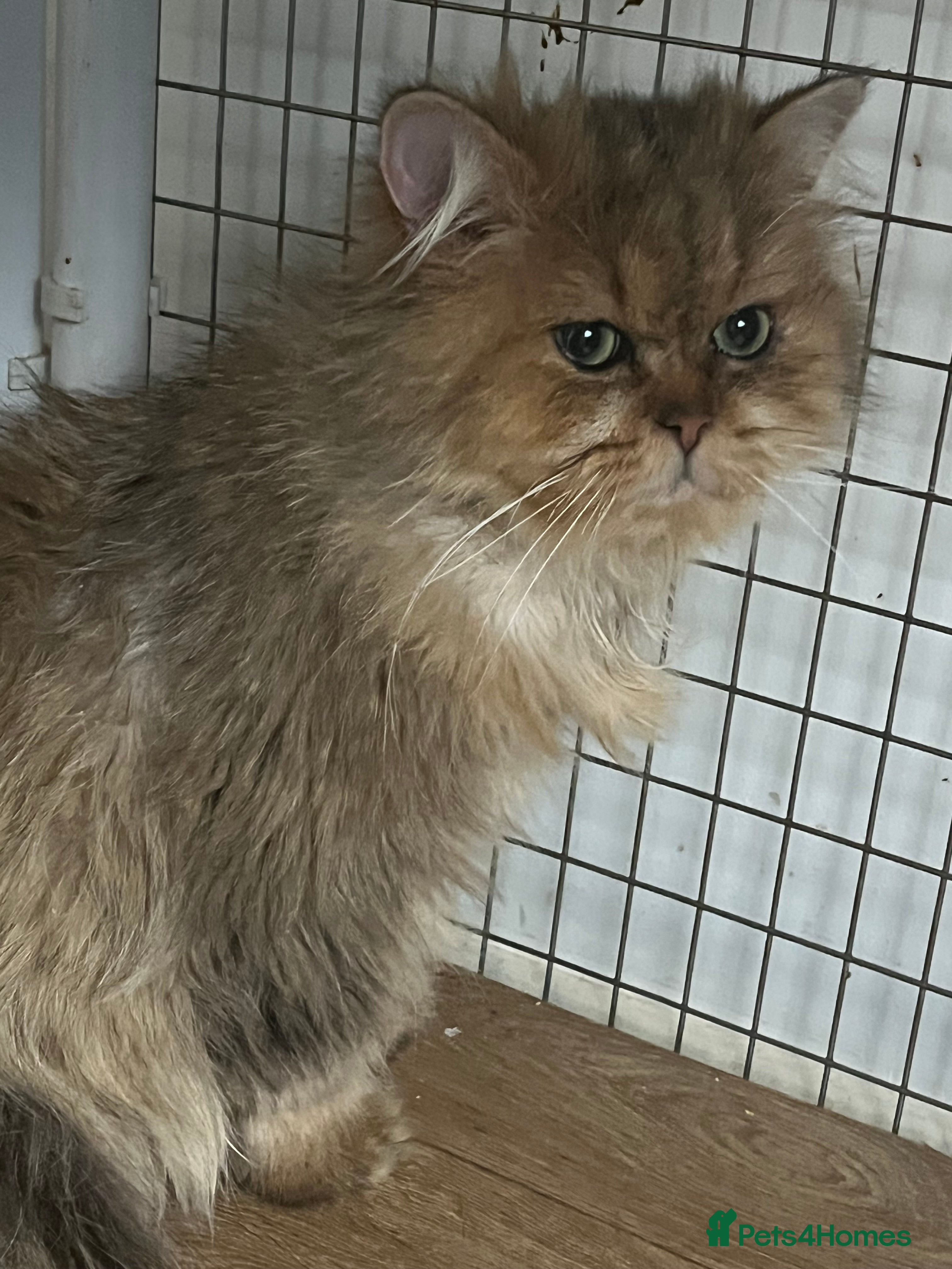 British Longhair cats Adult neutered British Longhair male  - Advert 6