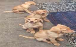 Labrador Retriever dogs for sale: Beautiful Red Fox Labrador Puppies – Ready Now! 🐾 - Image 8