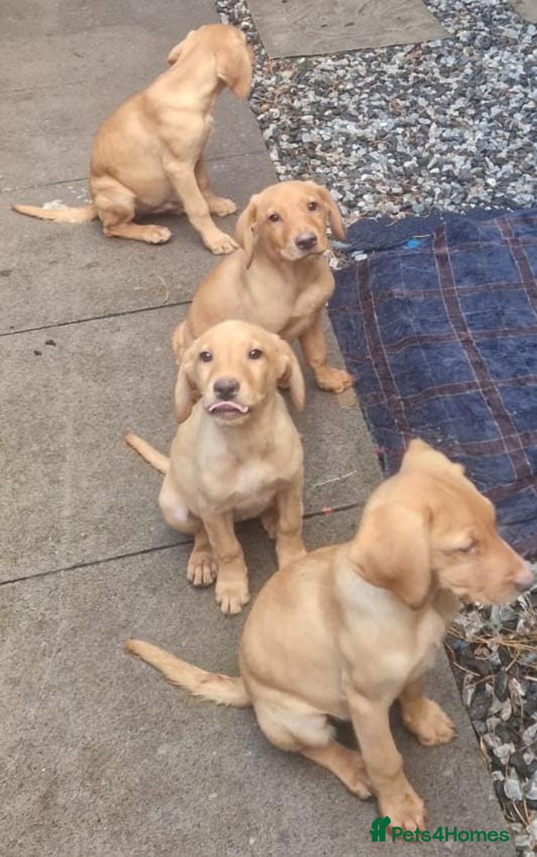 Labrador Retriever dogs for sale: Beautiful Red Fox Labrador Puppies – Ready Now! 🐾 - Image 8