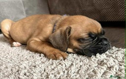 Boxer dogs for sale: Gorgeous litter of red and white boxers.  - Image 34