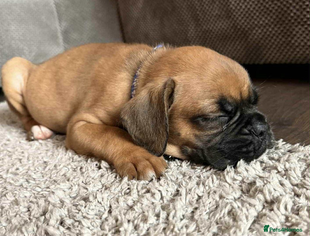 Boxer dogs for sale: Gorgeous litter of red and white boxers.  - Image 34