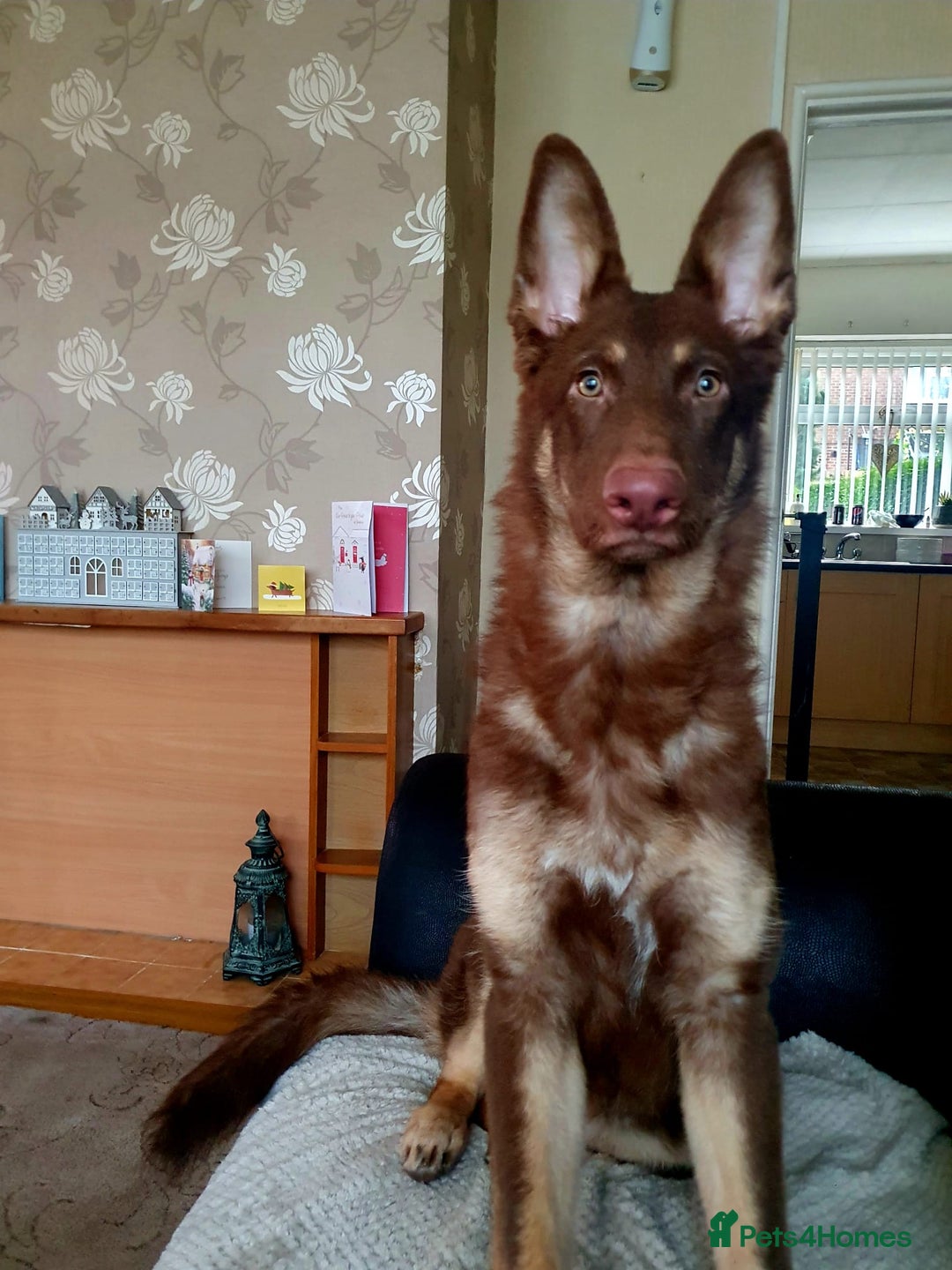 German Shepherd dogs for sale: 10 Healthy Beautiful German shepherds - Image 3