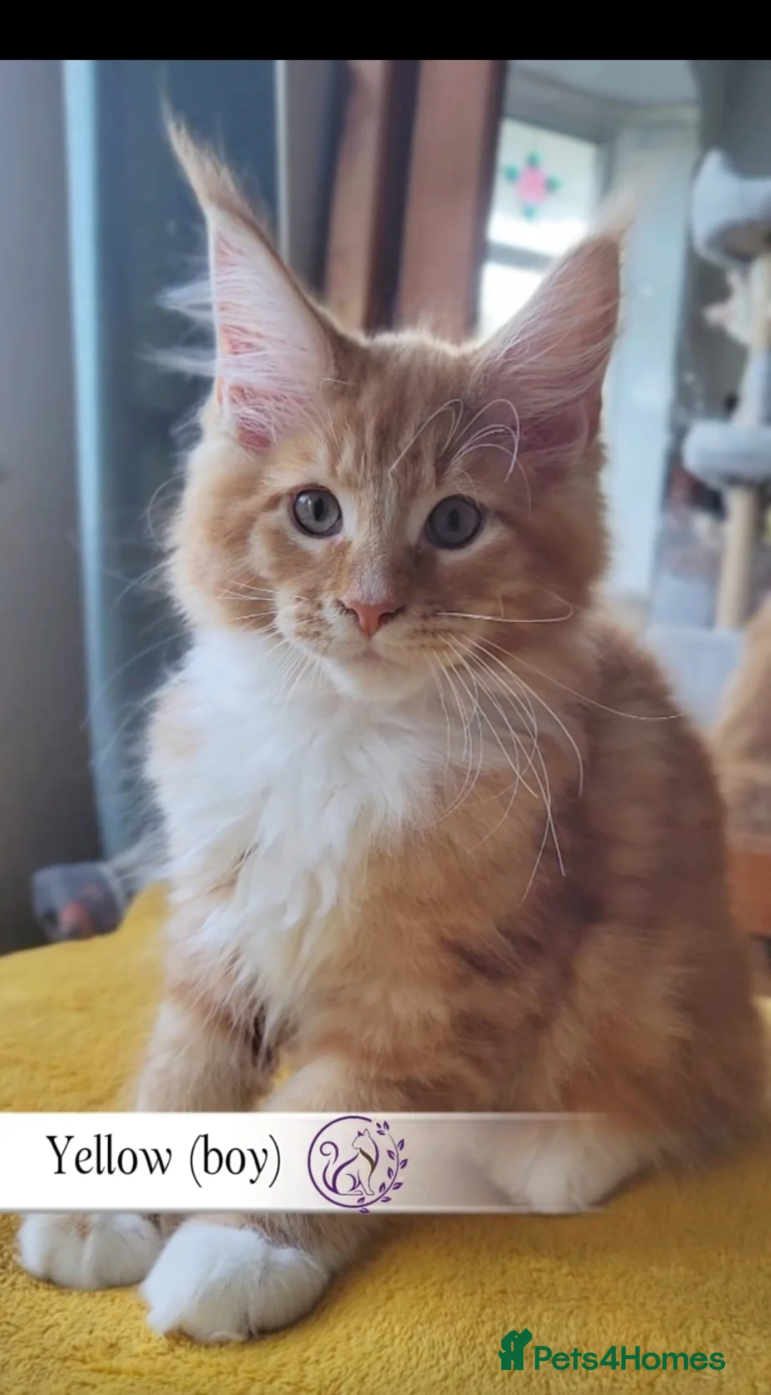 Maine Coon cats for sale: Maine Coon kittens TICA registered  - Advert 5