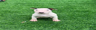 English Bull Terrier 4