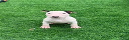 English Bull Terrier dogs for sale: Stunning English bull terrier puppies for sale  - Advert 2