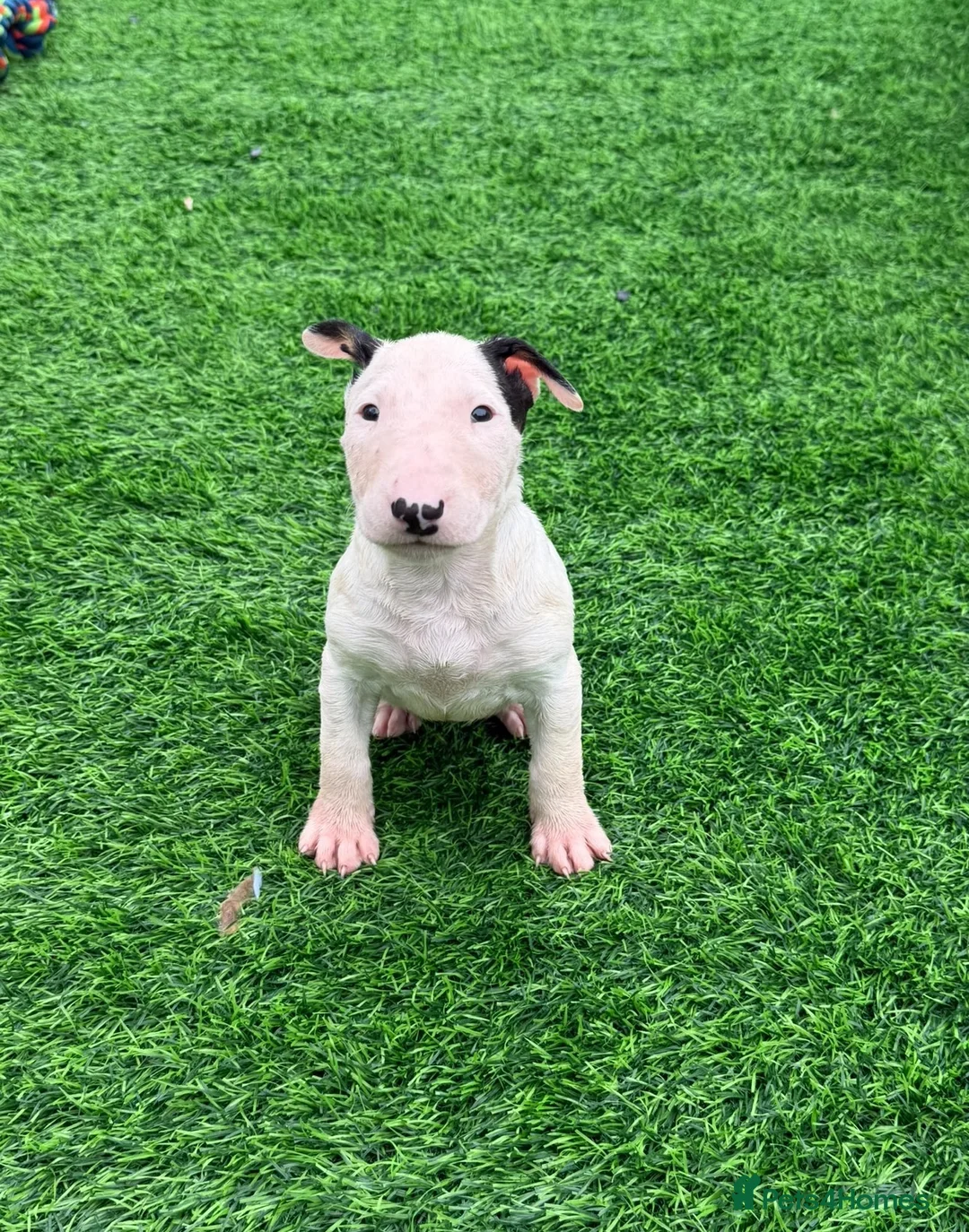 English Bull Terrier dogs for sale: Stunning English bull terrier puppies for sale  - Advert 2