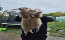 Ferret rodents for sale: Ferrets for sale  - Advert 1