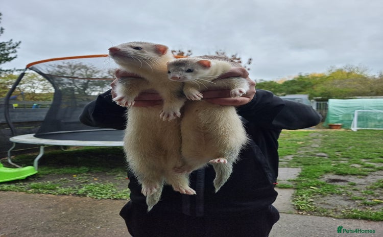 Ferret rodents Ferrets for sale  - Advert 4